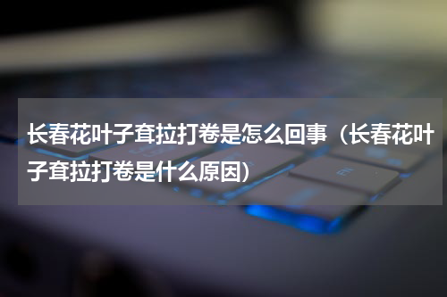 长春花叶子耷拉打卷是怎么回事（长春花叶子耷拉打卷是什么原因）