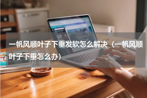 一帆风顺叶子下垂发软怎么解决（一帆风顺叶子下垂怎么办）