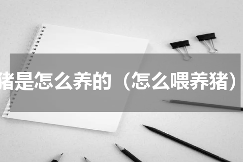 猪是怎么养的（怎么喂养猪）