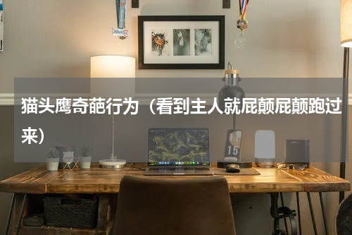 猫头鹰奇葩行为（看到主人就屁颠屁颠跑过来）