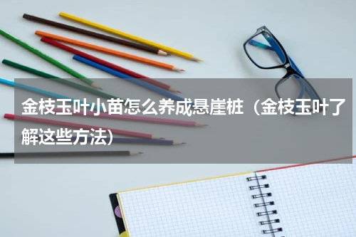 金枝玉叶小苗怎么养成悬崖桩（金枝玉叶了解这些方法）