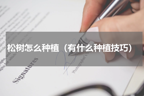 松树怎么种植（有什么种植技巧）