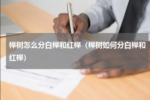 榉树怎么分白榉和红榉（榉树如何分白榉和红榉）