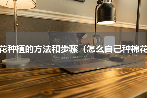 棉花种植的方法和步骤（怎么自己种棉花）
