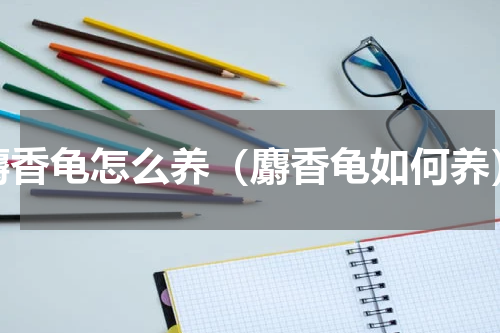 麝香龟怎么养（麝香龟如何养）