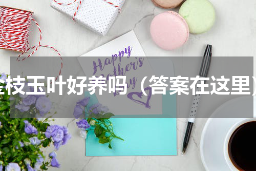 金枝玉叶好养吗（答案在这里）