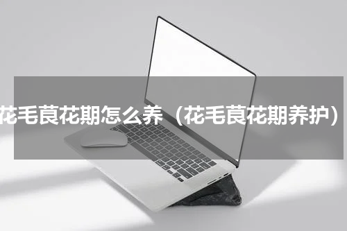 花毛茛花期怎么养（花毛茛花期养护）
