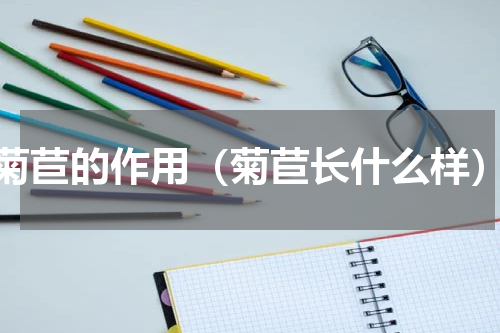 菊苣的作用（菊苣长什么样）
