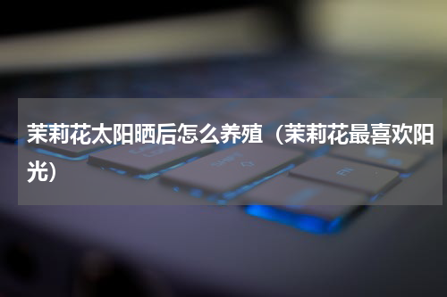 茉莉花太阳晒后怎么养殖（茉莉花最喜欢阳光）