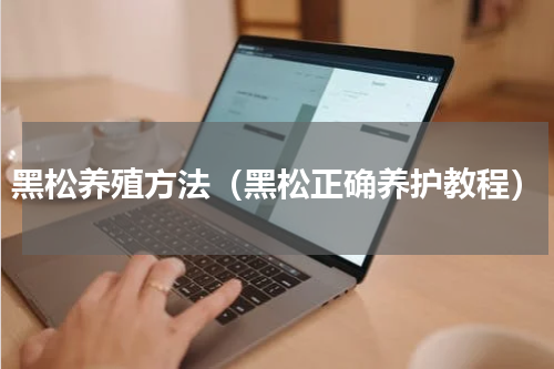 黑松养殖方法（黑松正确养护教程）