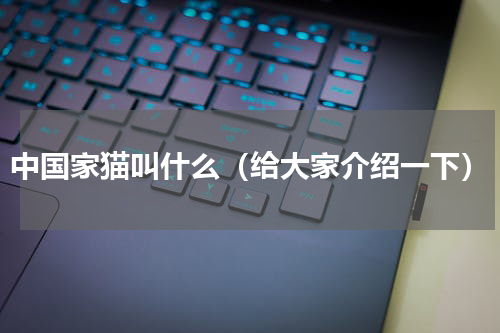 中国家猫叫什么（给大家介绍一下）