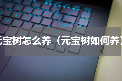 元宝树怎么养（元宝树如何养）