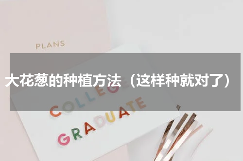 大花葱的种植方法（这样种就对了）