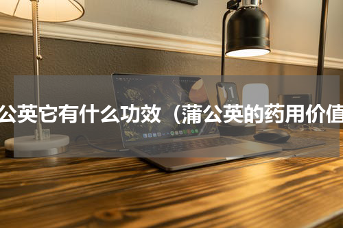 蒲公英它有什么功效（蒲公英的药用价值）