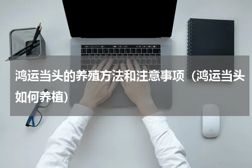 鸿运当头的养殖方法和注意事项（鸿运当头如何养植）