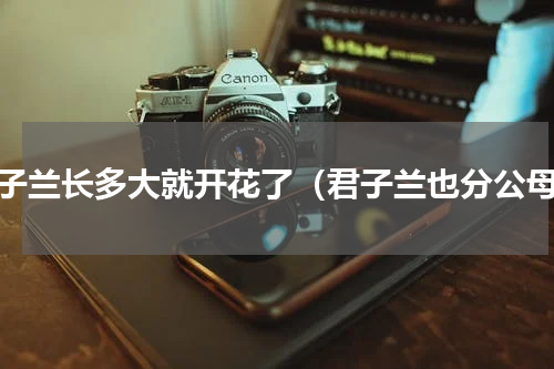 君子兰长多大就开花了（君子兰也分公母）