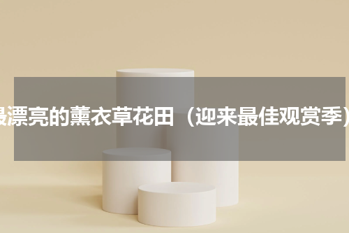 最漂亮的薰衣草花田（迎来最佳观赏季）