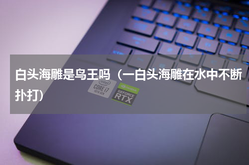 白头海雕是鸟王吗（一白头海雕在水中不断扑打）