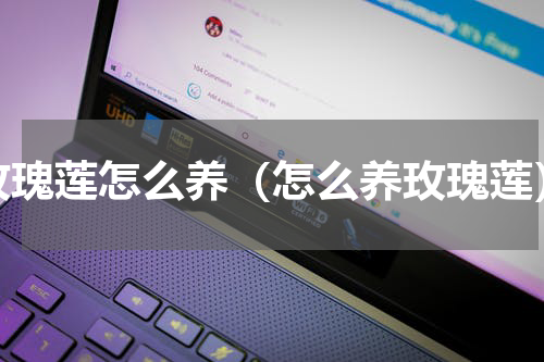 玫瑰莲怎么养（怎么养玫瑰莲）
