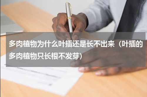 多肉植物为什么叶插还是长不出来（叶插的多肉植物只长根不发芽）