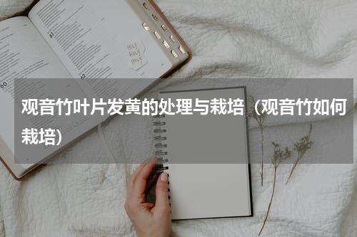 观音竹叶片发黄的处理与栽培（观音竹如何栽培）