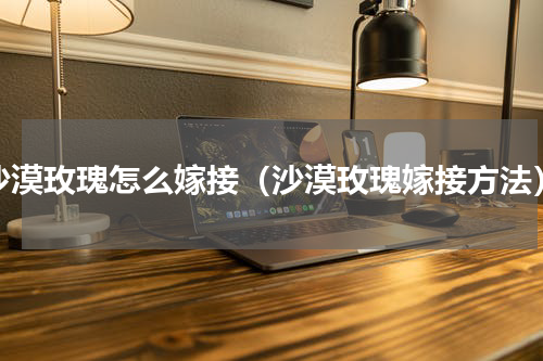 沙漠玫瑰怎么嫁接（沙漠玫瑰嫁接方法）