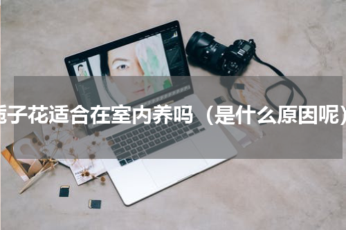 栀子花适合在室内养吗（是什么原因呢）