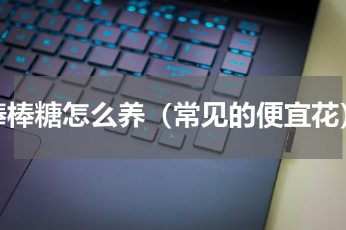 棒棒糖怎么养（常见的便宜花）
