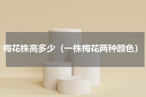 梅花株高多少（一株梅花两种颜色）