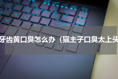 猫牙齿黄口臭怎么办（猫主子口臭太上头）
