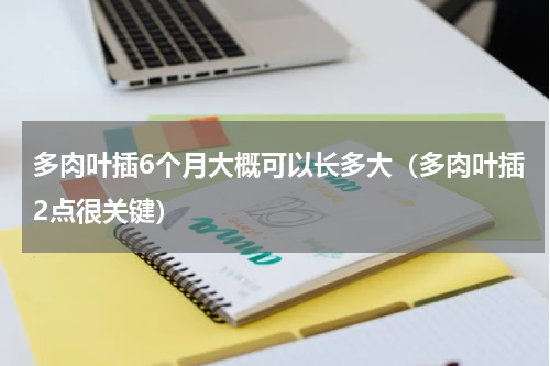 多肉叶插6个月大概可以长多大（多肉叶插2点很关键）