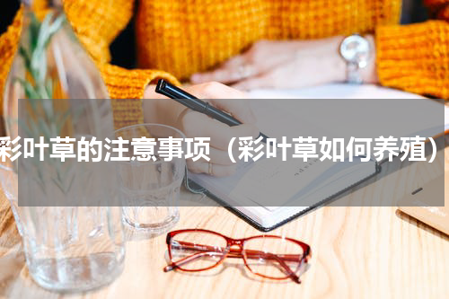 彩叶草的注意事项（彩叶草如何养殖）