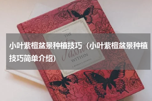 小叶紫檀盆景种植技巧（小叶紫檀盆景种植技巧简单介绍）