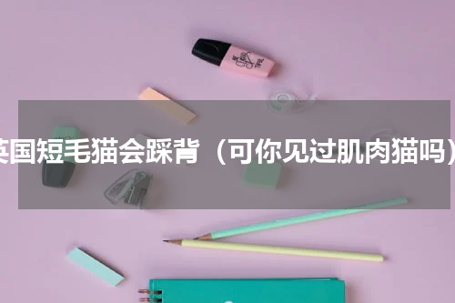 英国短毛猫会踩背（可你见过肌肉猫吗）