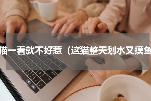 这猫一看就不好惹（这猫整天划水又摸鱼）