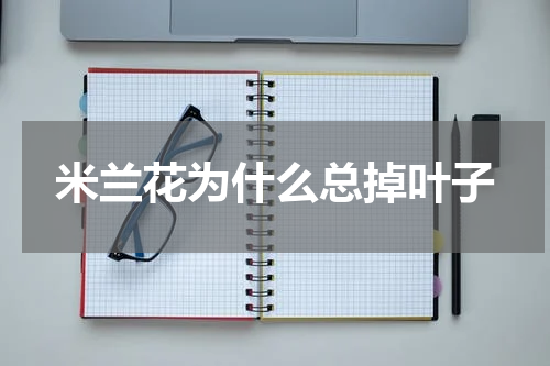 米兰花为什么总掉叶子