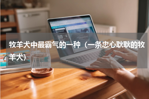 牧羊犬中最霸气的一种（一条忠心耿耿的牧羊犬）