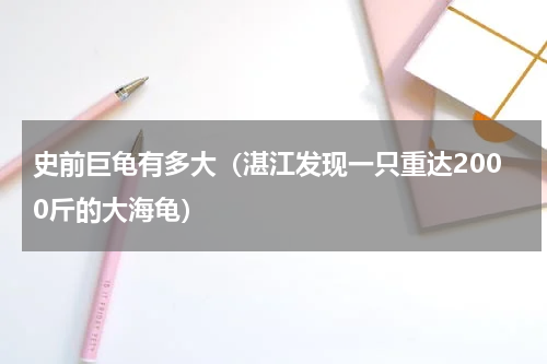史前巨龟有多大（湛江发现一只重达2000斤的大海龟）