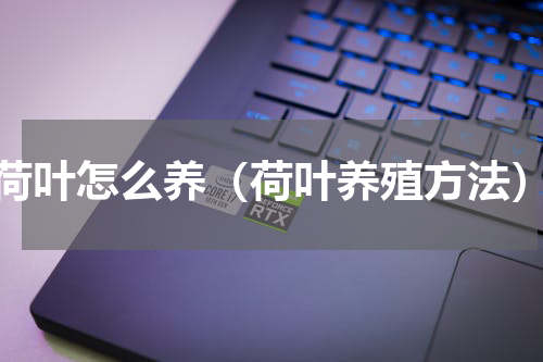 荷叶怎么养（荷叶养殖方法）