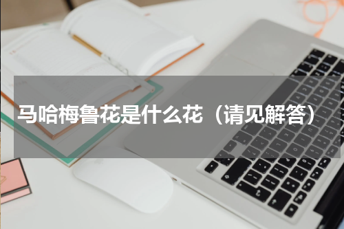 马哈梅鲁花是什么花（请见解答）