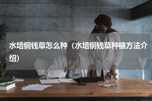 水培铜钱草怎么种（水培铜钱草种植方法介绍）