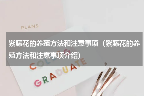 紫藤花的养殖方法和注意事项（紫藤花的养殖方法和注意事项介绍）