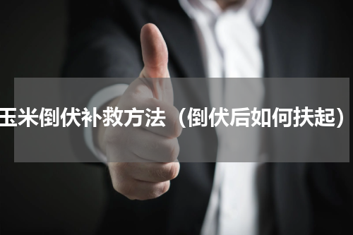 玉米倒伏补救方法（倒伏后如何扶起）