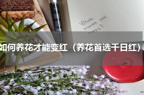 如何养花才能变红（养花首选千日红）