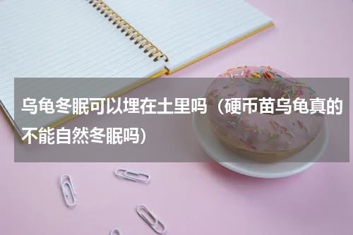 乌龟冬眠可以埋在土里吗（硬币苗乌龟真的不能自然冬眠吗）
