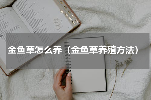 金鱼草怎么养（金鱼草养殖方法）