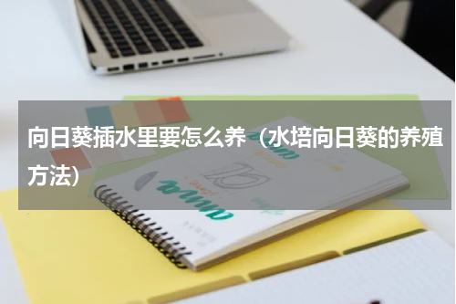 向日葵插水里要怎么养（水培向日葵的养殖方法）