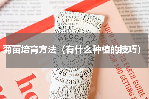 菊苗培育方法（有什么种植的技巧）