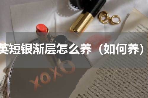 英短银渐层怎么养（如何养）