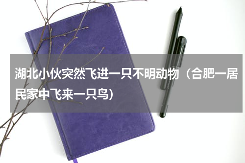 湖北小伙突然飞进一只不明动物（合肥一居民家中飞来一只鸟）